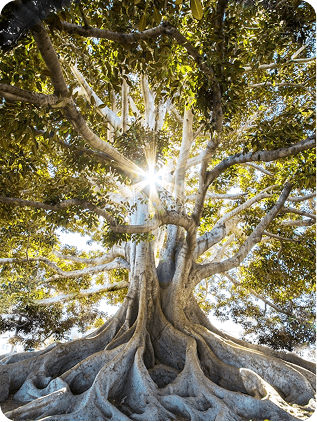 Sustainability image